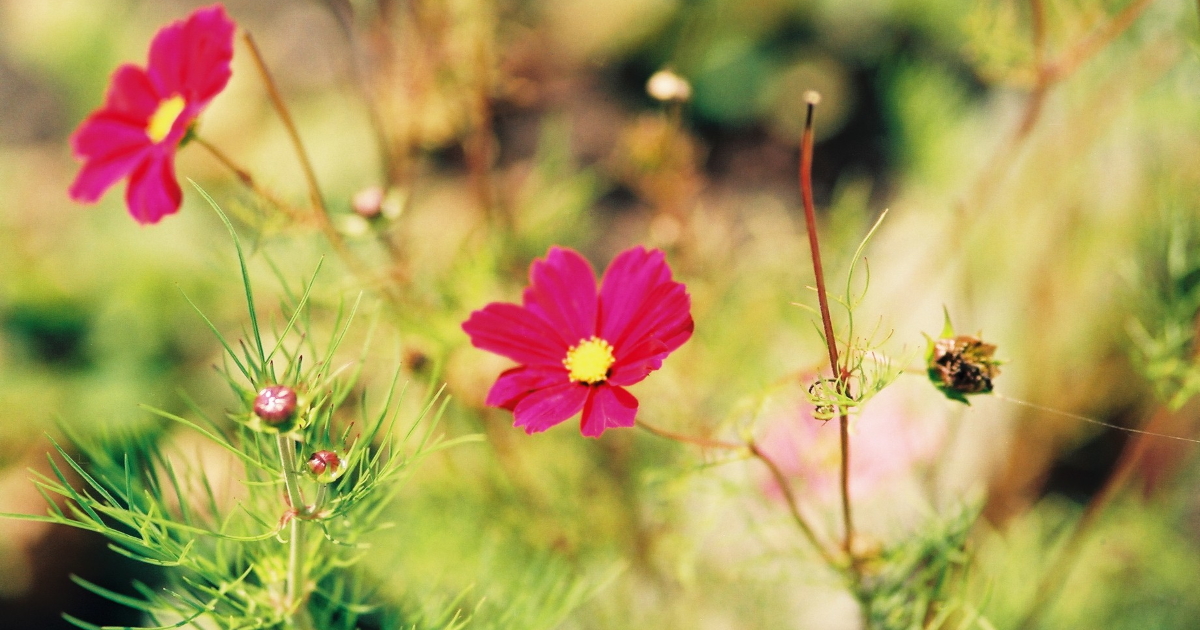 庭に咲いたコスモスの花。